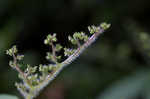 Canadian woodnettle